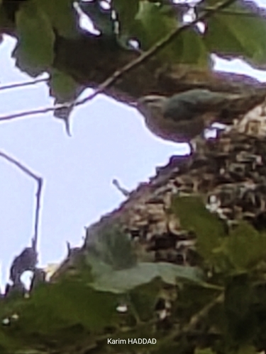 Algerian Nuthatch