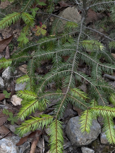 Abies durangensis