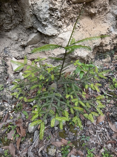 Abies durangensis, photograph 2