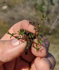 Crassula solieri