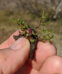 Crassula solieri