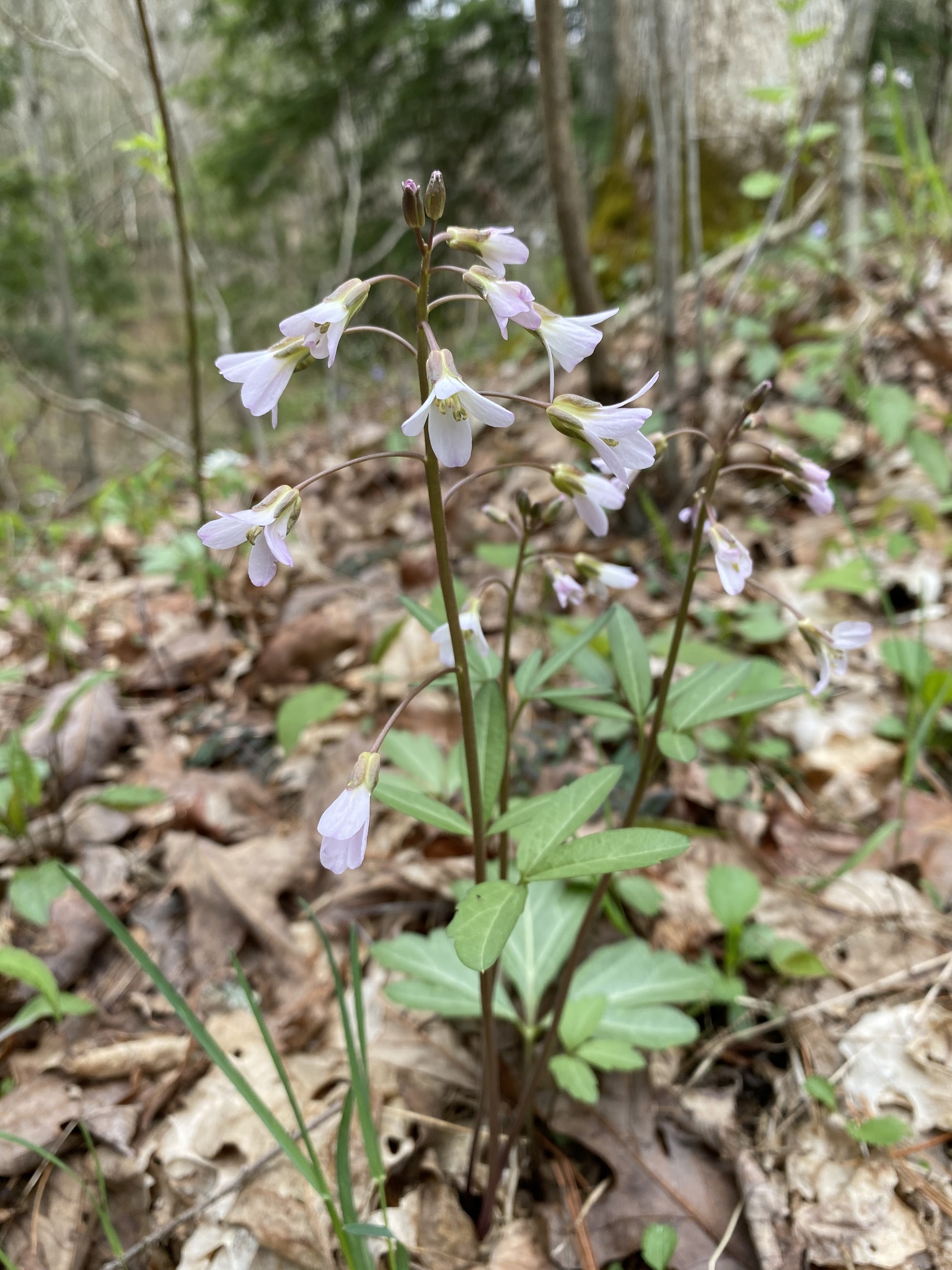 Cardamine angustata