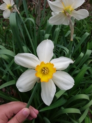 Narcissus poeticus