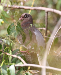 Patagioenas corensis