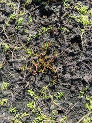Crassula solieri