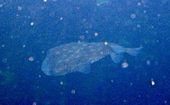 Chilomycterus reticulatus