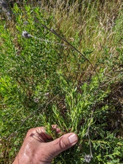Baccharis sarothroides × pilularis