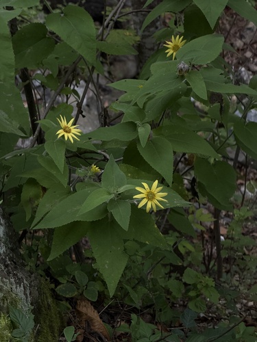 Vigethia mexicana, photograph 6