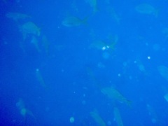 Cephalopholis colonus