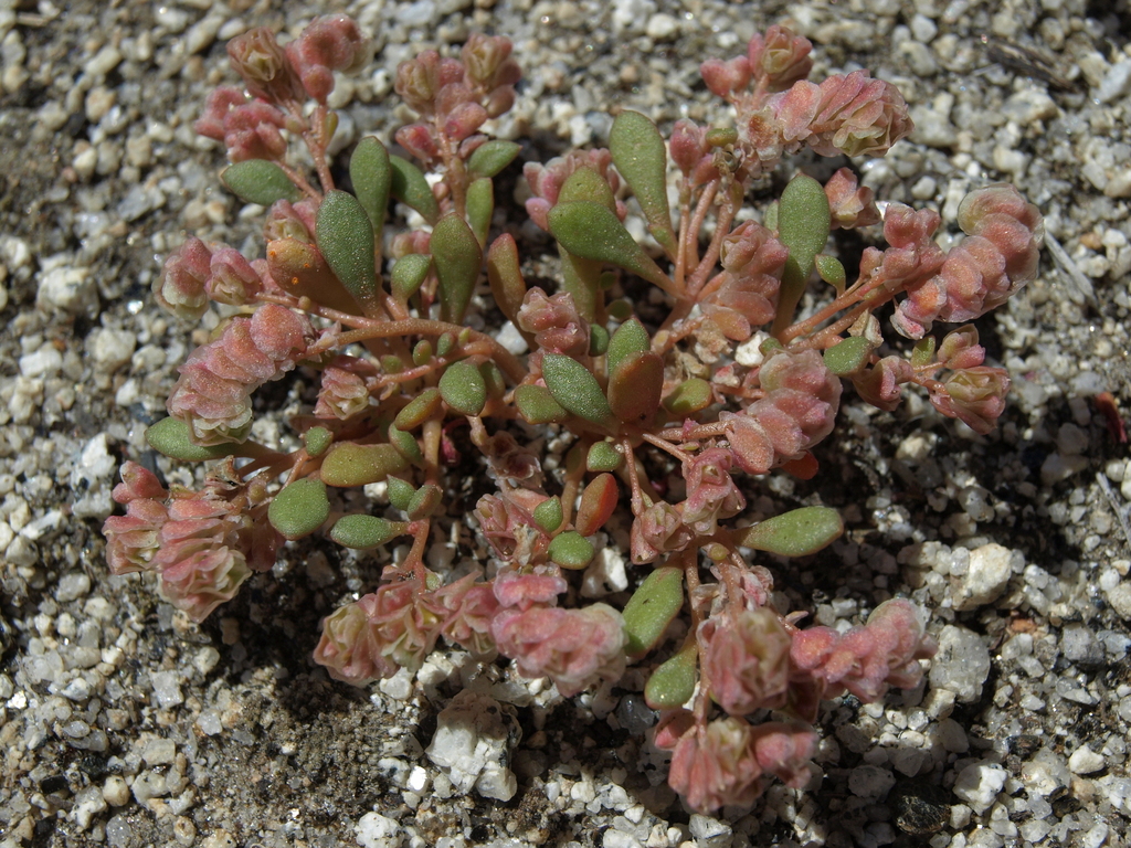 rosy calyptridium