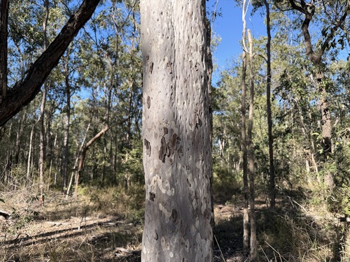 Corymbia henryi, 2026-07-18