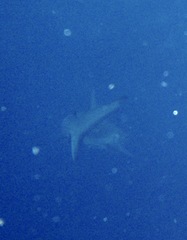 Carcharhinus galapagensis