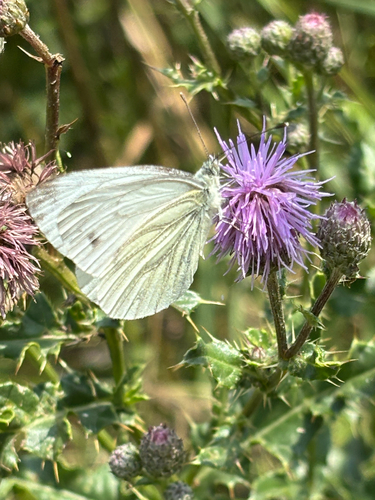 Green-veined white