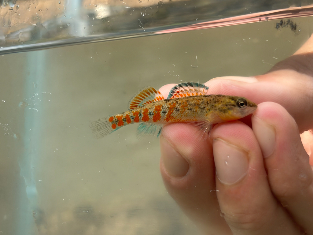 Headwater darter (Etheostoma lawrencei) — Percidae