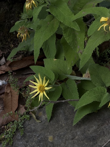 Vigethia mexicana, photograph 5