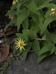 Vigethia mexicana, photograph (c) Andrea Villarreal Rodríguez, some rights reserved (CC BY)