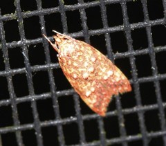 Lophopepla igniferella