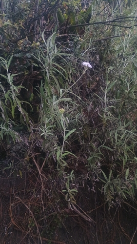 Lourteigia stoechadifolia