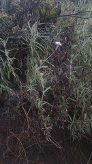 Lourteigia stoechadifolia