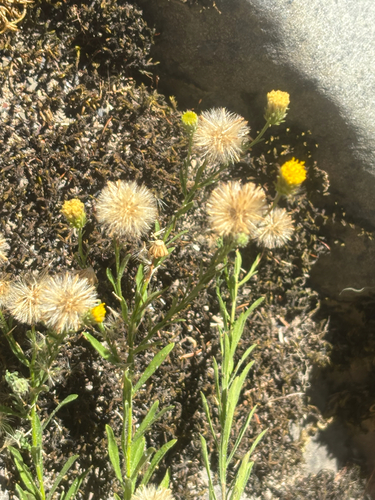iNaturalist observation photo of streamside daisy