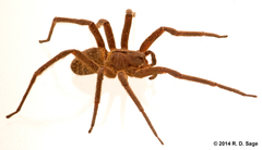 Phoneutria nigriventer