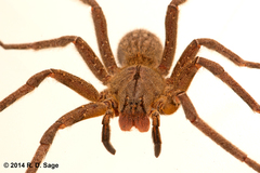 Phoneutria nigriventer