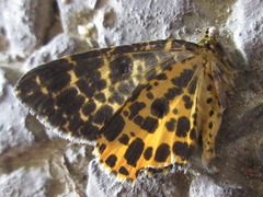 Arichanna melanaria