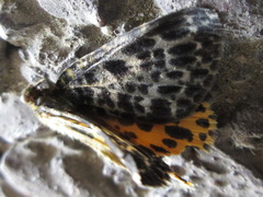 Arichanna melanaria