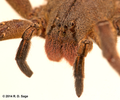 Phoneutria nigriventer