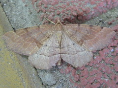 Xerodes rufescentaria