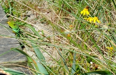 Timon lepidus ibericus