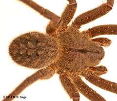 Phoneutria nigriventer