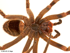 Phoneutria nigriventer