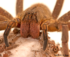 Phoneutria nigriventer