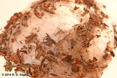 Phoneutria nigriventer