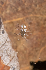 Microvelia americana