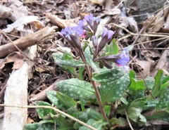 Pulmonaria saccharata