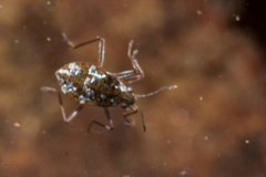 Microvelia americana