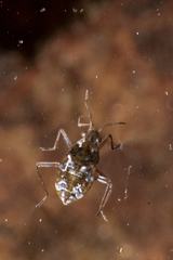 Microvelia americana