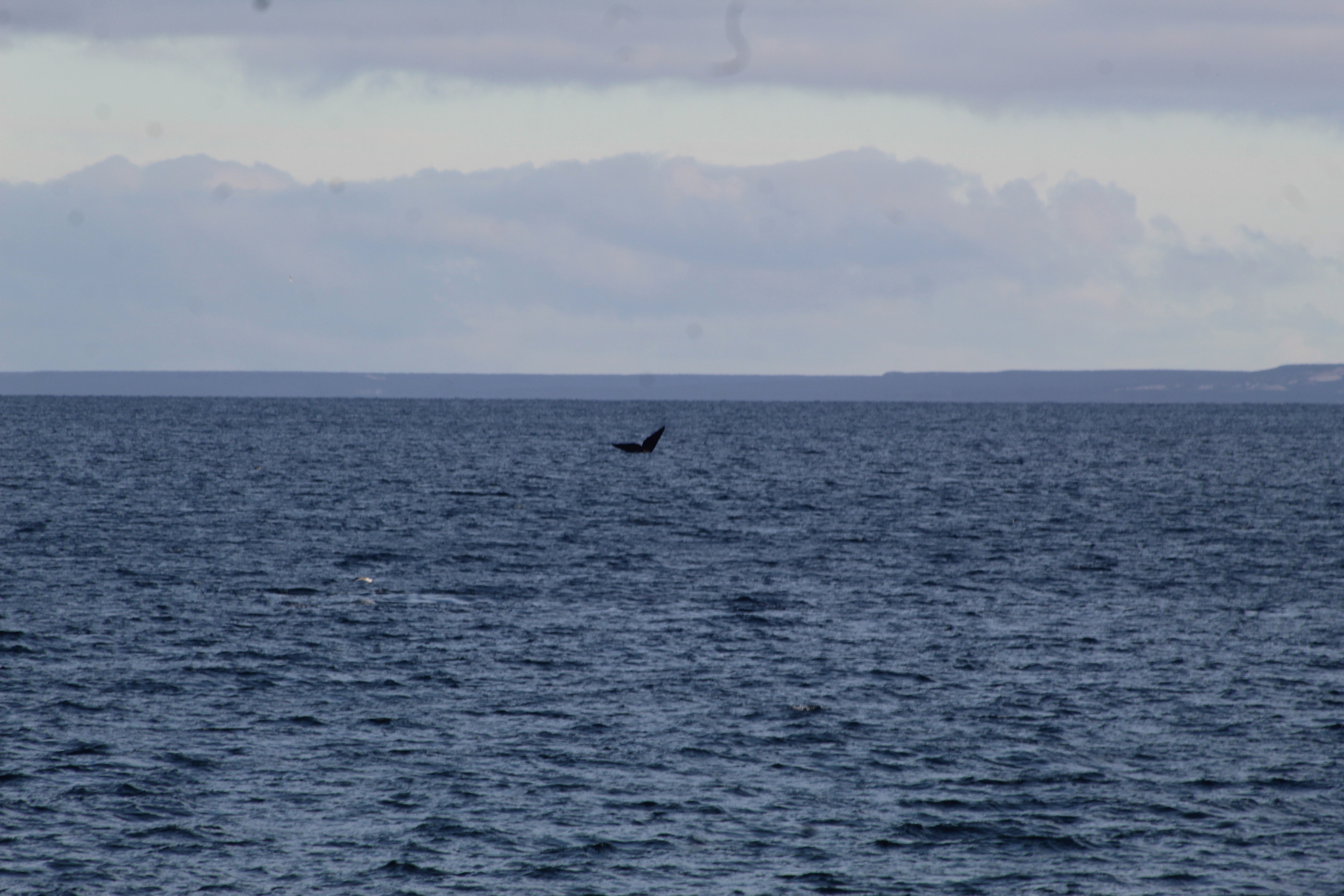 Eubalaena australis