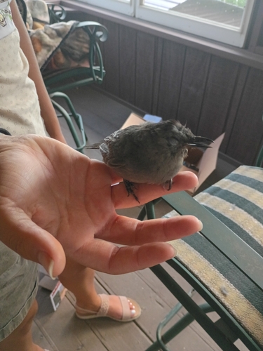 Gray Catbird