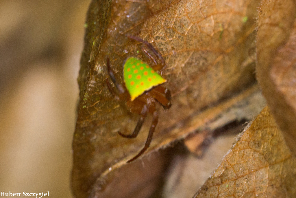 Ocrepeira albopunctata
