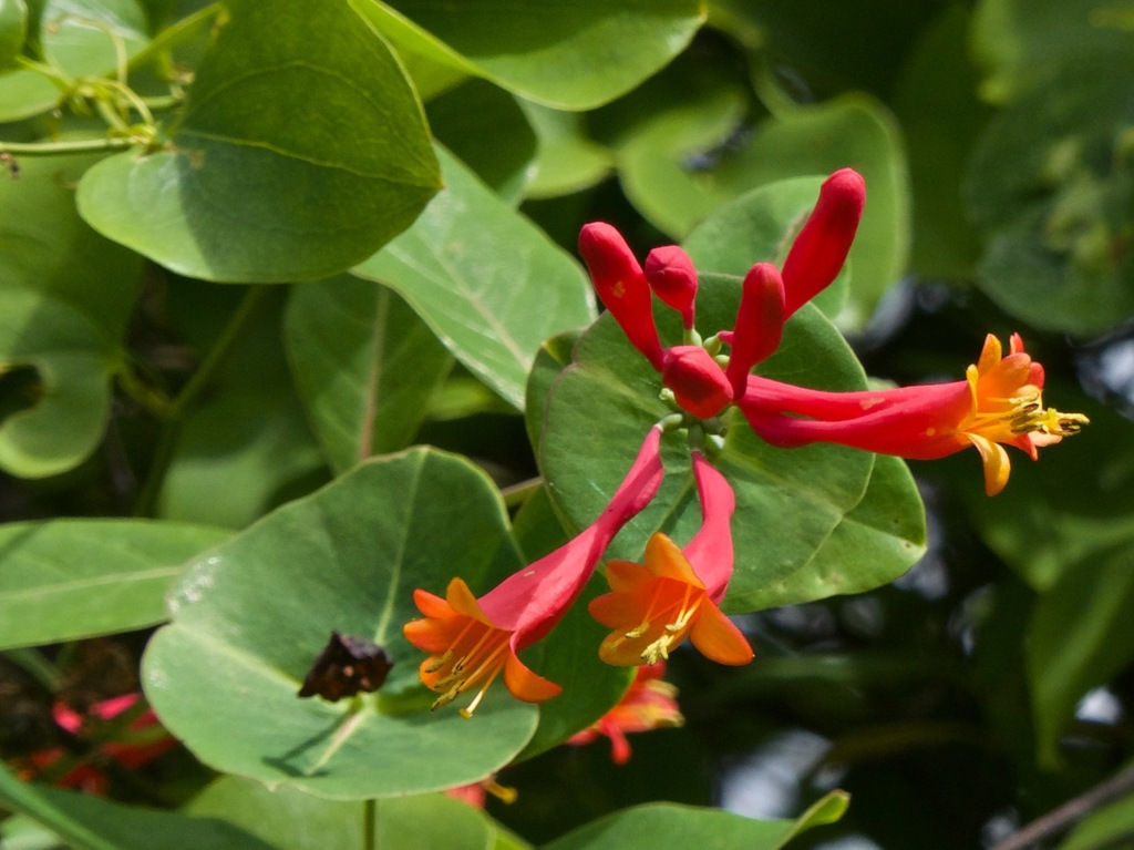 Lonicera sempervirens — an easy houseplant, prefers full sun light