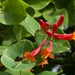 Lonicera sempervirens - Photo (c) Laura Kimberly, algunos derechos reservados (CC BY-NC), uploaded by Laura Kimberly