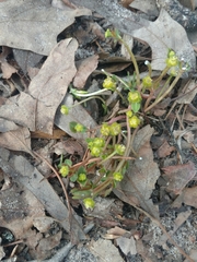 Euphorbia ipecacuanhae