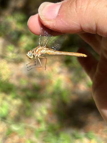 iNaturalist observation photo of Striped Meadowhawk
