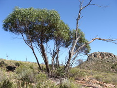 Eucalyptus porosa