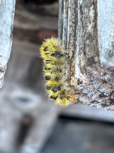 iNaturalist observation photo of Silver-spotted Tiger Moth