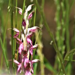 Anacamptis sancta
