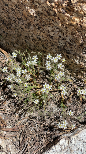 Sabulina nuttallii, 2026-07-08